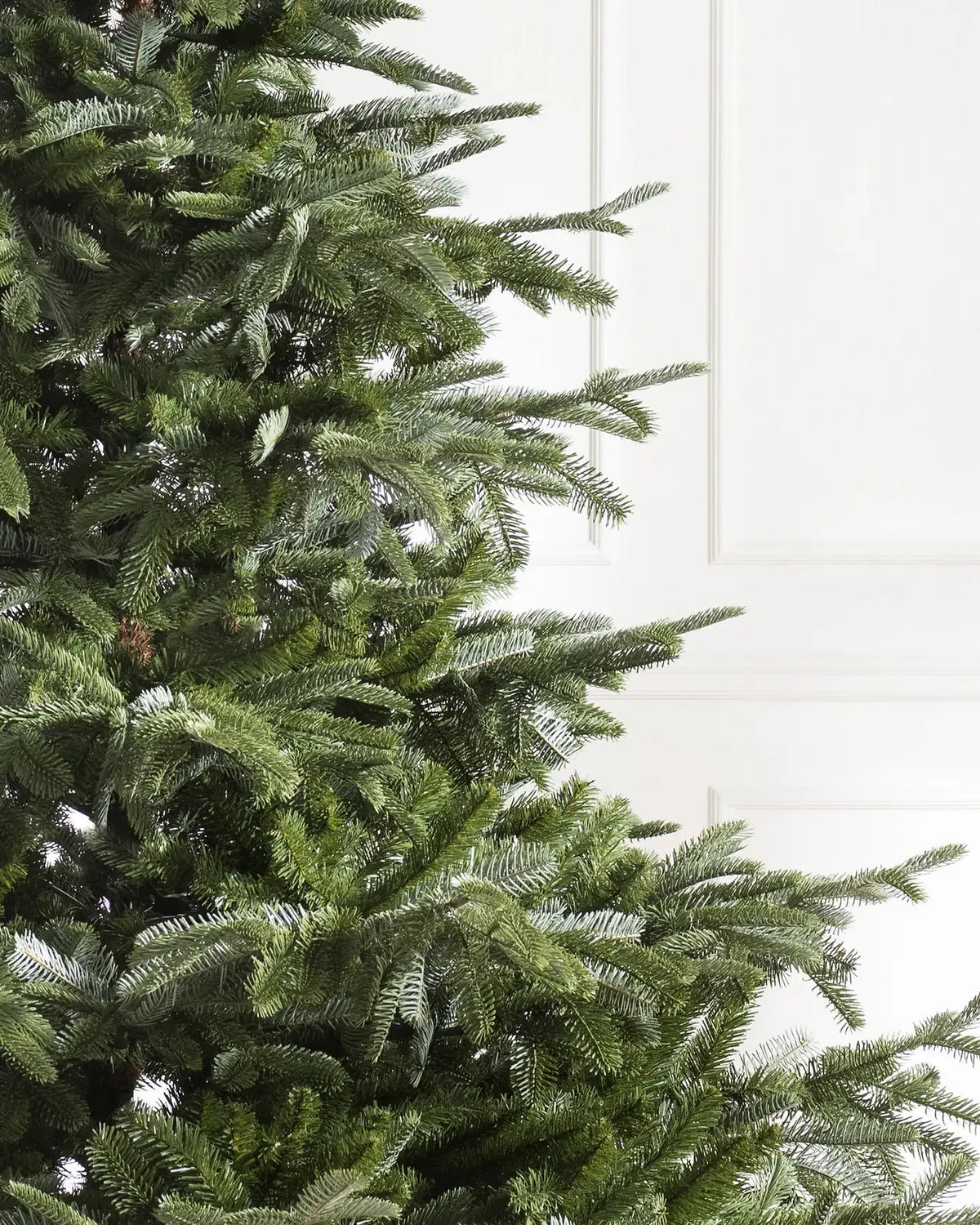 European Fir?? Tree