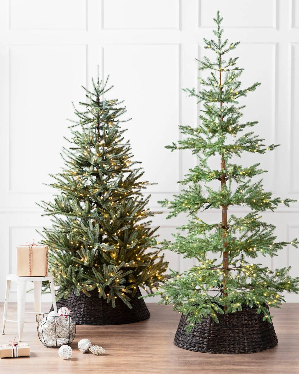 Alpine Balsam Fir?? Tree