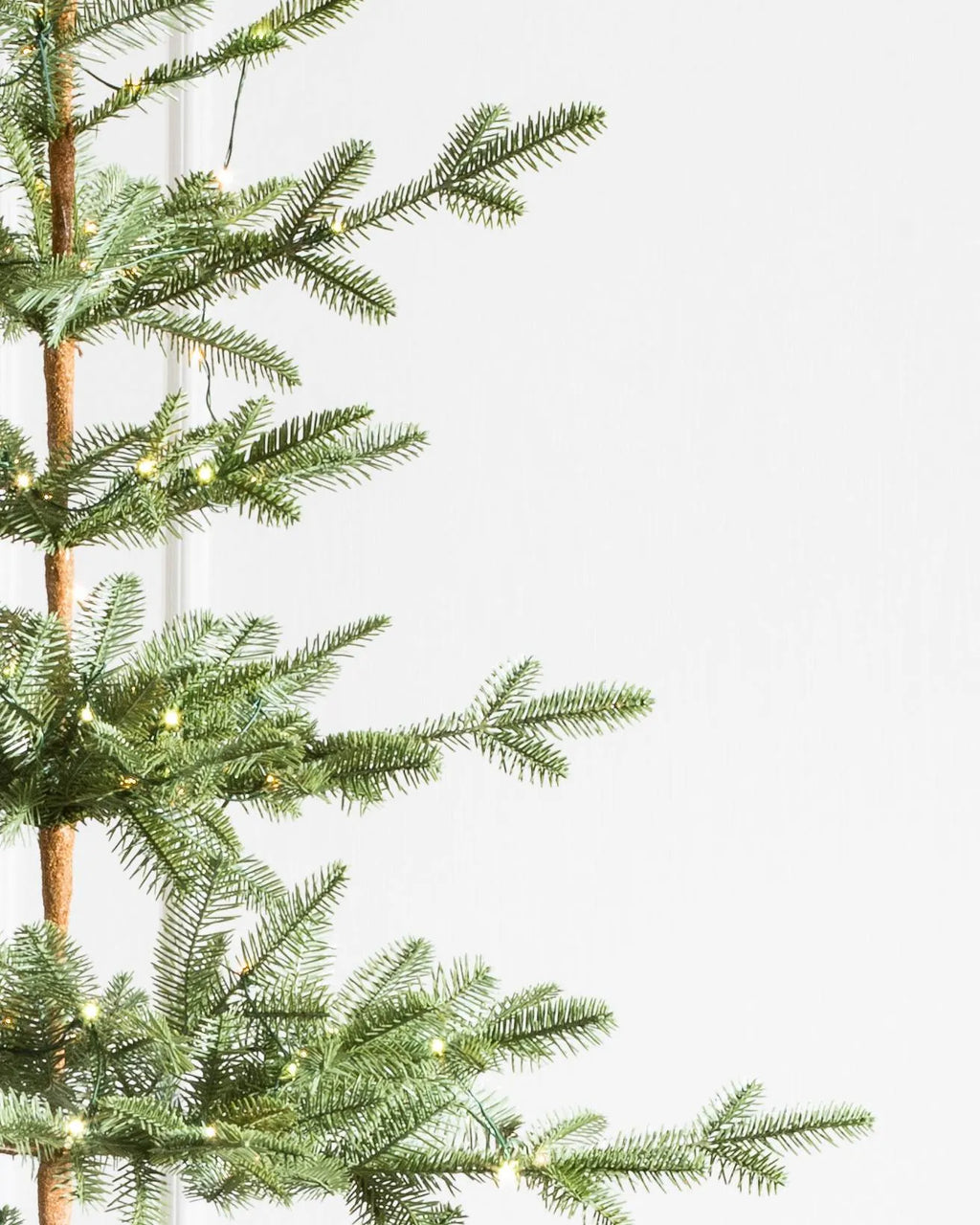 Alpine Balsam Fir?? Tree