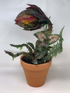 🎍Audrey plant from Little Shop of Horrors🎍