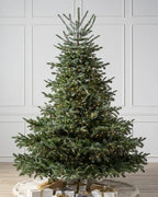 European Fir?? Tree